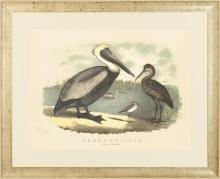 Large New Fine Art Giclee Print Brown Pelicans, Antique White Frame, Litho Repro