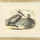 Large New Fine Art Giclee Print Brown Pelicans, Antique White Frame, Litho Repro