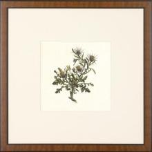 New Print Anonymous Reproduction Framed Flowers Plants Squared Ferns Recta WA-31