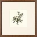 New Print Anonymous Reproduction Framed Flowers Plants Squared Ferns Recta WA-31