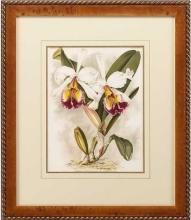 New Print Lucien Linden Reproduction Framed Flowers Plants Lindenia Orchi WA-334