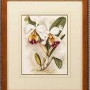 New Print Lucien Linden Reproduction Framed Flowers Plants Lindenia Orchi WA-334