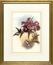 New Print Hullmandel and Walton Reproduction Framed Sealife Gould Humming WA-257