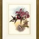 New Print Hullmandel and Walton Reproduction Framed Sealife Gould Humming WA-257