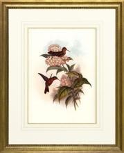 New Print Hullmandel and Walton Reproduction Framed Sealife Gould Humming WA-259