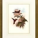 New Print Hullmandel and Walton Reproduction Framed Sealife Gould Humming WA-259
