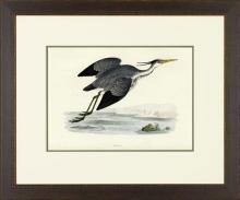 New Print Rev. F.O. Morris Reproduction Framed Sealife Shore Birds Rectan WA-381