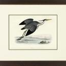 New Print Rev. F.O. Morris Reproduction Framed Sealife Shore Birds Rectan WA-381