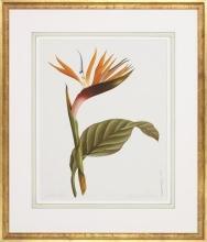 New Fine Art Giclee, Bird of Paradise Flower, Botanical Print, Reproduction