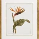 New Fine Art Giclee, Bird of Paradise Flower, Botanical Print, Reproduction