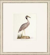 New Print John Abbot Reproduction Framed Wildlife Small Abbot Birds Recta WA-299