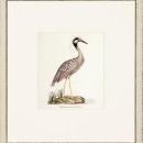 New Print John Abbot Reproduction Framed Wildlife Small Abbot Birds Recta WA-299