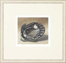 New Print Mark Fetty Reproduction Framed Shells Small Shell Study Rectang WA-351
