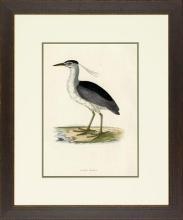 New Print Rev. F.O. Morris Reproduction Framed Sealife Shore Birds Rectan WA-386