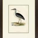 New Print Rev. F.O. Morris Reproduction Framed Sealife Shore Birds Rectan WA-386
