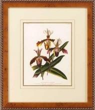 New Print Lucien Linden Reproduction Framed Flowers Plants Lindenia Orchi WA-333