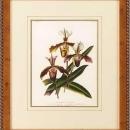 New Print Lucien Linden Reproduction Framed Flowers Plants Lindenia Orchi WA-333