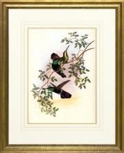 New Print Hullmandel and Walton Reproduction Framed Sealife Gould Humming WA-260