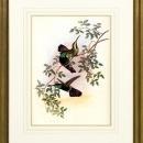 New Print Hullmandel and Walton Reproduction Framed Sealife Gould Humming WA-260
