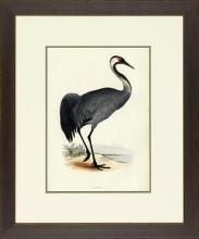 New Print Rev. F.O. Morris Reproduction Framed Sealife Shore Birds Rectan WA-385