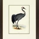 New Print Rev. F.O. Morris Reproduction Framed Sealife Shore Birds Rectan WA-385