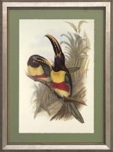 New Print J. Gould H.C. Richeter Reproduction Framed Wildlife Toucans Rec WA-268
