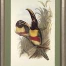 New Print J. Gould H.C. Richeter Reproduction Framed Wildlife Toucans Rec WA-268