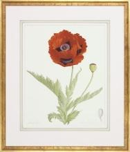 New Fine Art Botanical Print, Poppy Flower, James Linton Sain, Giclee, Framed