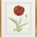 New Fine Art Botanical Print, Poppy Flower, James Linton Sain, Giclee, Framed