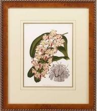 New Print Lucien Linden Reproduction Framed Flowers Plants Lindenia Orchi WA-335