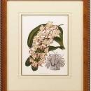 New Print Lucien Linden Reproduction Framed Flowers Plants Lindenia Orchi WA-335