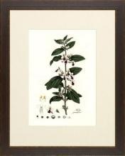 New Print Anonymous Reproduction Framed Flowers Plants Curtis Botanicals R WA-59