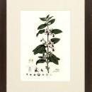 New Print Anonymous Reproduction Framed Flowers Plants Curtis Botanicals R WA-59