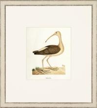 New Print John Abbot Reproduction Framed Wildlife Small Abbot Birds Recta WA-302