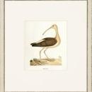 New Print John Abbot Reproduction Framed Wildlife Small Abbot Birds Recta WA-302