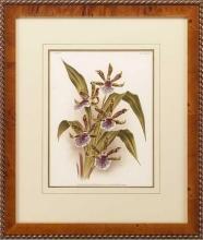 New Print Lucien Linden Reproduction Framed Flowers Plants Lindenia Orchi WA-328