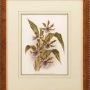 New Print Lucien Linden Reproduction Framed Flowers Plants Lindenia Orchi WA-328