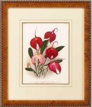 New Print Lucien Linden Reproduction Framed Flowers Plants Lindenia Orchi WA-337