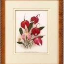 New Print Lucien Linden Reproduction Framed Flowers Plants Lindenia Orchi WA-337