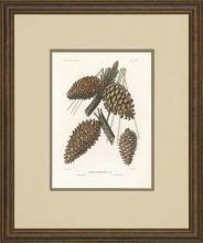 New Print Picart Reproduction Framed Flowers Plants Sylva on North Americ WA-377