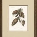 New Print Picart Reproduction Framed Flowers Plants Sylva on North Americ WA-377