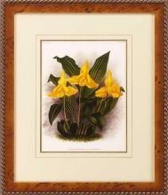 New Print Lucien Linden Reproduction Framed Flowers Plants Lindenia Orchi WA-330
