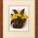 New Print Lucien Linden Reproduction Framed Flowers Plants Lindenia Orchi WA-330