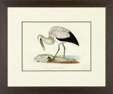 New Print Rev. F.O. Morris Reproduction Framed Sealife Shore Birds Rectan WA-382