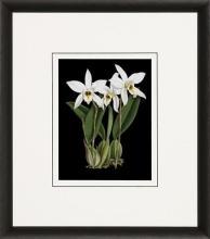 New Print Ignoto Fiammingo Reproduction Framed Flowers Plants Orchids on WA-261