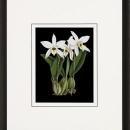 New Print Ignoto Fiammingo Reproduction Framed Flowers Plants Orchids on WA-261