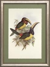 New Print J. Gould H.C. Richeter Reproduction Framed Wildlife Toucans Rec WA-267