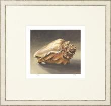 New Print Mark Fetty Reproduction Framed Shells Small Shell Study Rectang WA-349