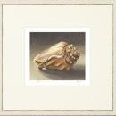 New Print Mark Fetty Reproduction Framed Shells Small Shell Study Rectang WA-349