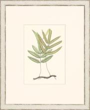 New Print Anonymous Reproduction Framed Flowers Plants Classic Ferns Recta WA-48